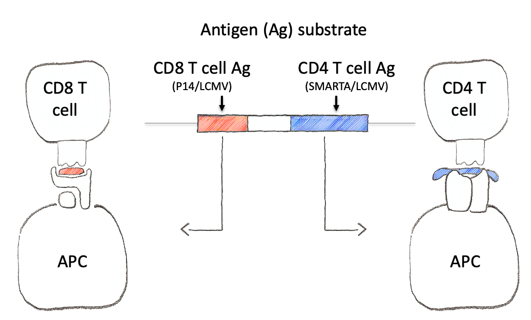 Step 1: neoantigen with CD8/CD4 peptides