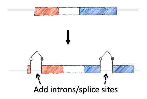Step 2: introduce splicing sites