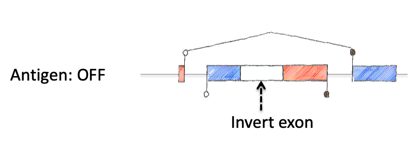 Step 3: invert exon 2