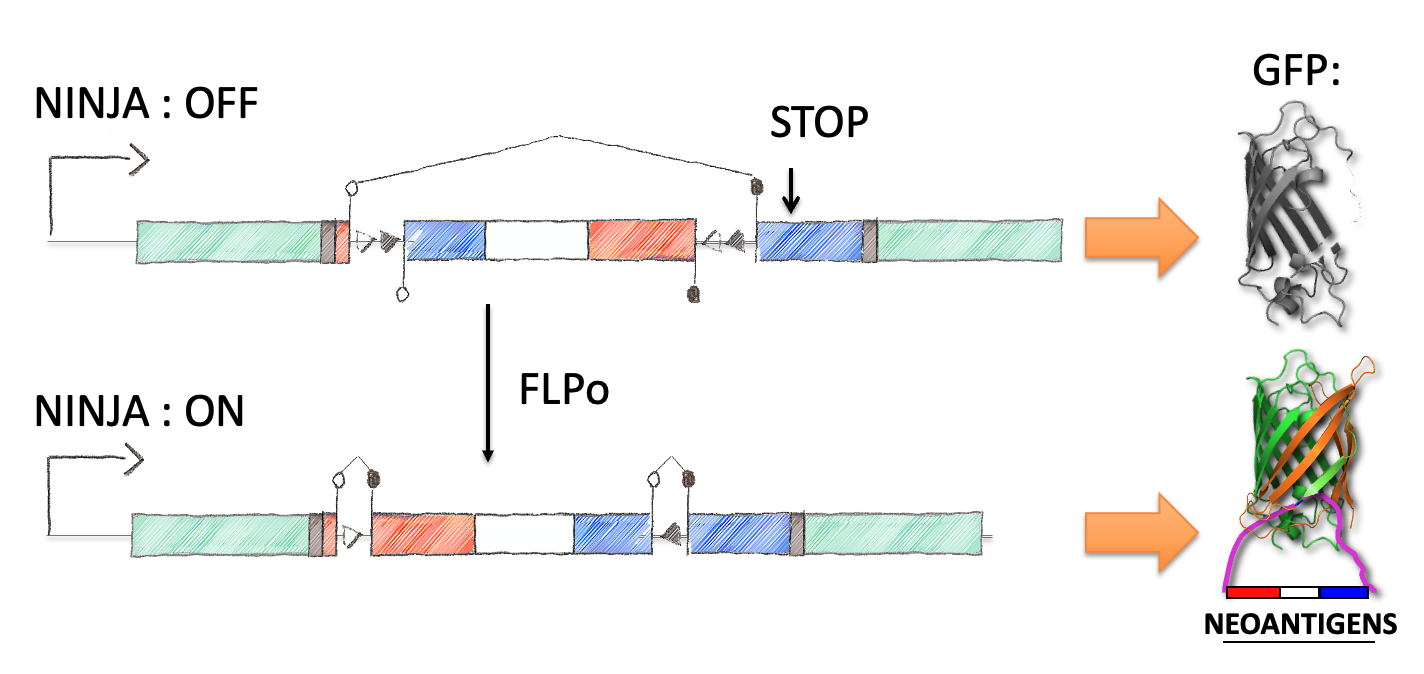 Step 5: insert into GFP coding sequence