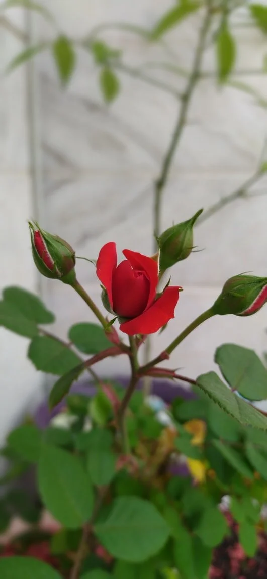 A Study of Romans Part Three: Enmity to Amity