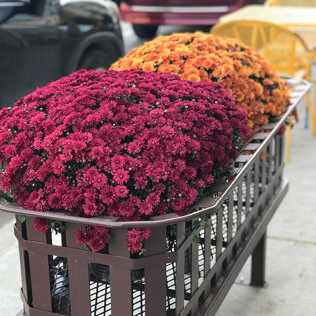 We&rsquo;re in love with these new planters donated to downtown Hannibal! 😍🍂 Thanks to Scott Haycraft, Continental Cement, Salt River Master Gardeners, Larry &amp; Detsyl Welch, and Green America for your generous donation.

#historichannibal #visi