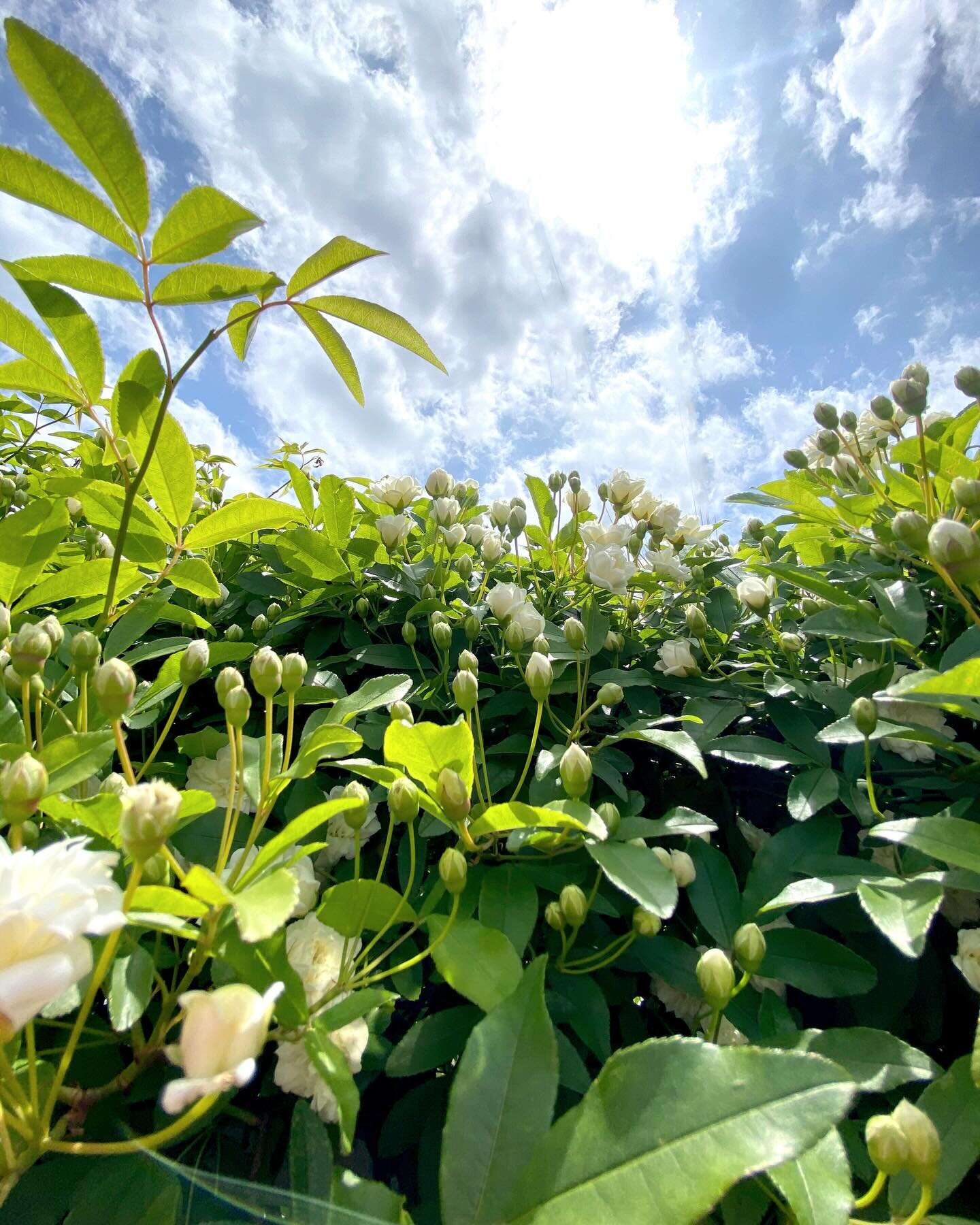 緑の香りが
心地よい

#irodori_baby #花5月 #カラフル #自然色 #naturalcolors #flower #はなのある生活 #はなのあるくらし #花のある生活 #花のある暮らし