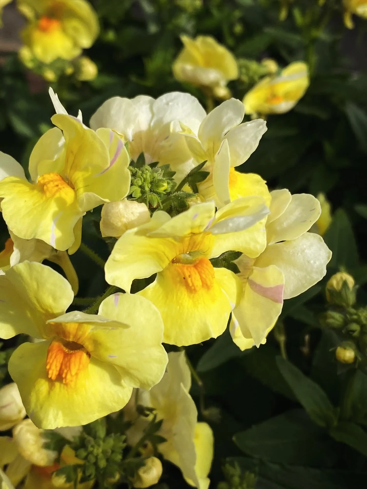 今年はどんな風が吹いてくるんだろう

#irodori_baby #花 #1月 #カラフル #自然色 naturalcolors flower はなのある生活 はなのあるくらし 花のある生活 花のある暮らし