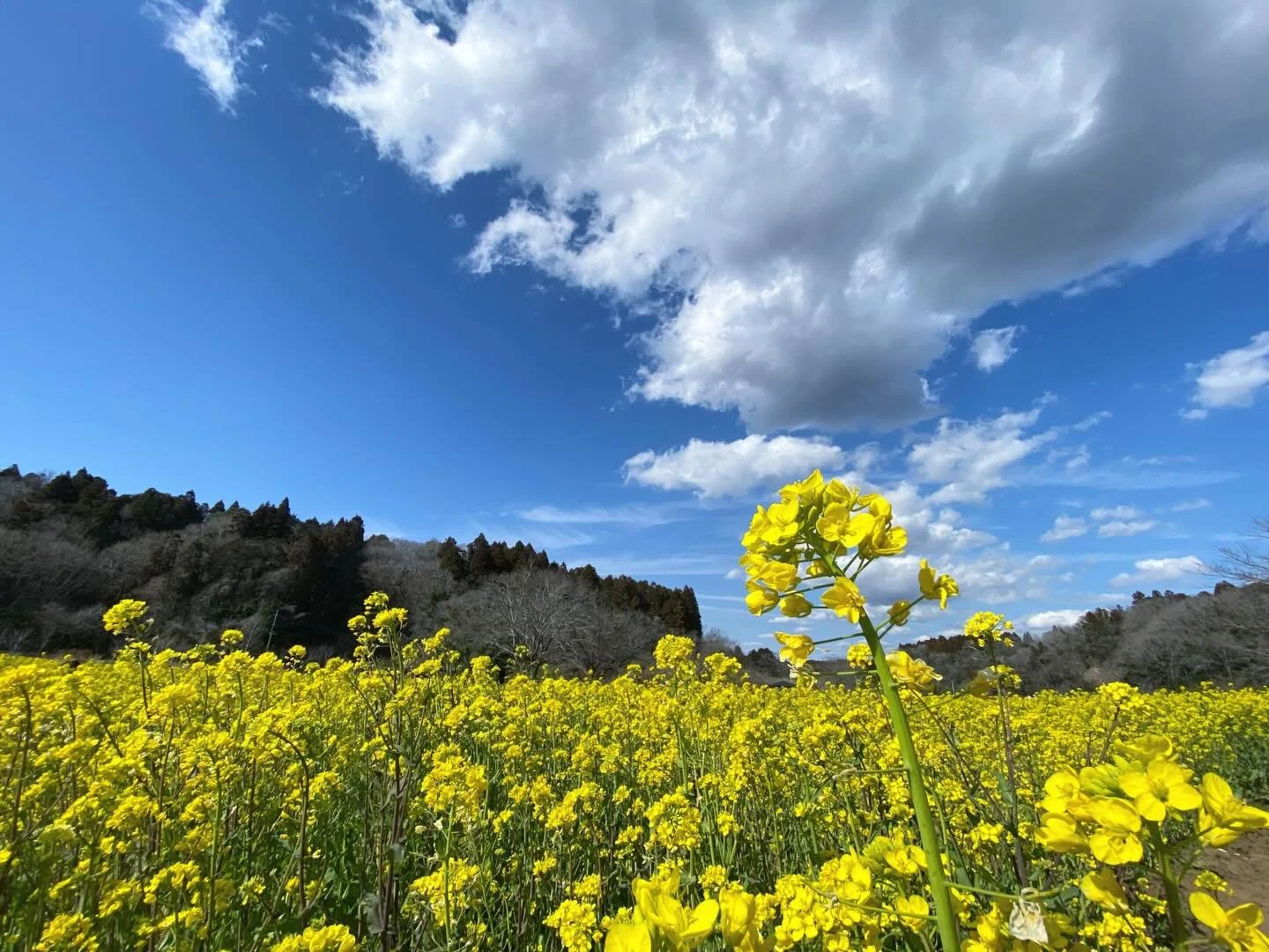 黄色が映える
季節になってきました

#irodori_baby #花 #3月 #カラフル #自然色 naturalcolors flower はなのある生活 はなのあるくらし 花のある生活 花のある暮らし