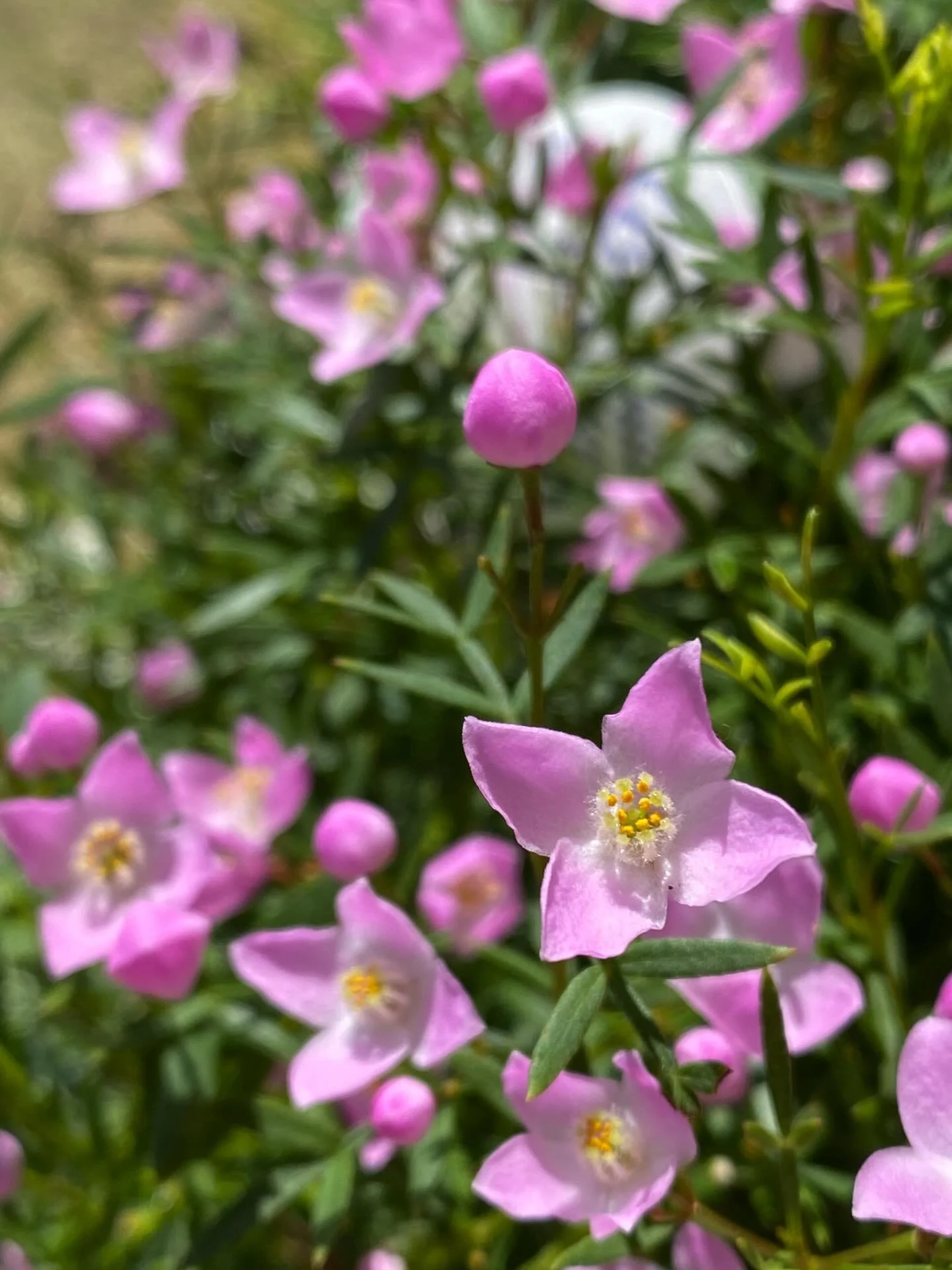 カラフルな景色になってきました

#irodori_baby #花 #4月 #カラフル #自然色 naturalcolors flower はなのある生活 はなのあるくらし 花のある生活 花のある暮らし