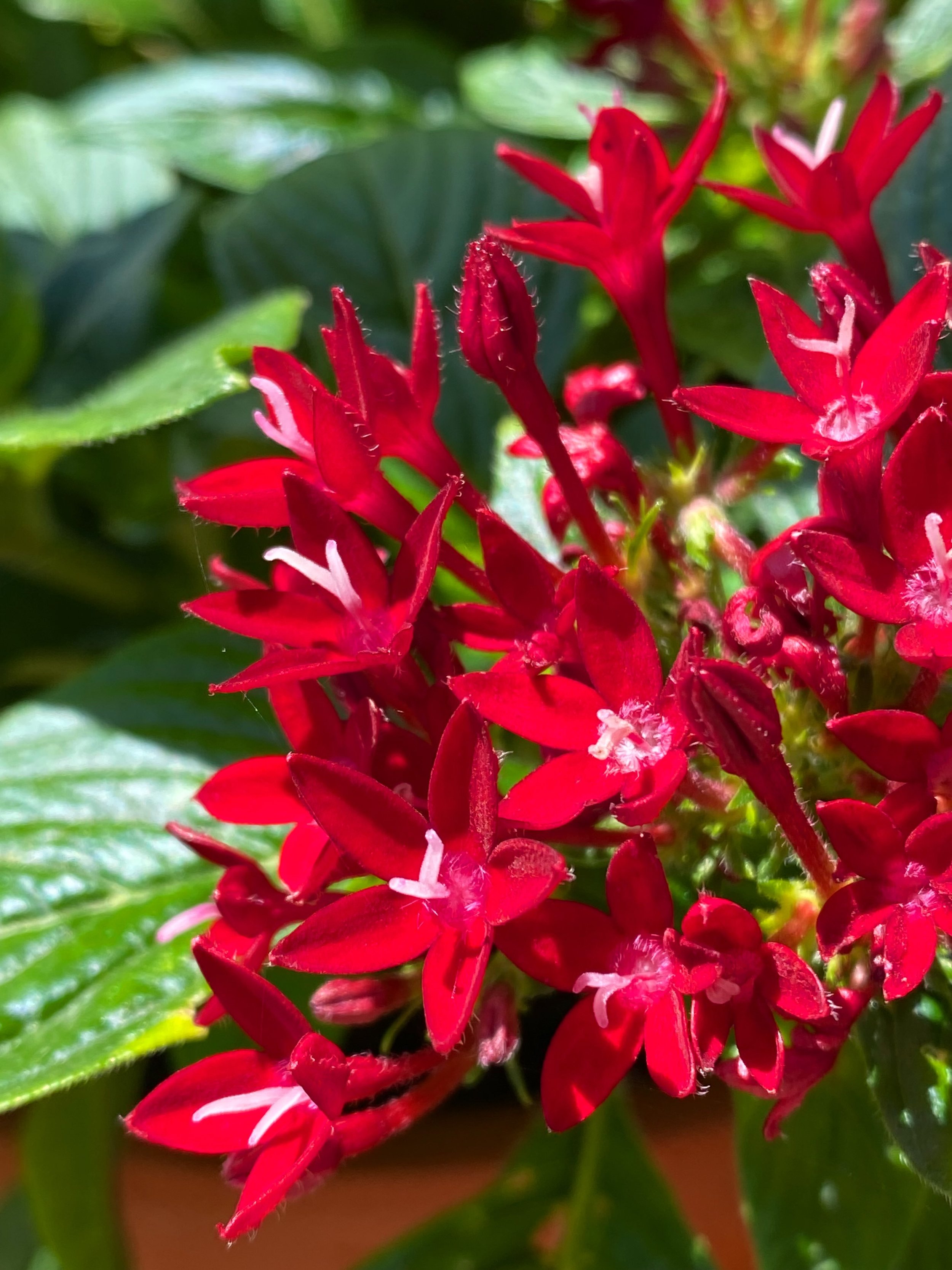 花を愛でられる日常が
ありがたい

#irodori_baby #花 #8月 #花のある暮らし