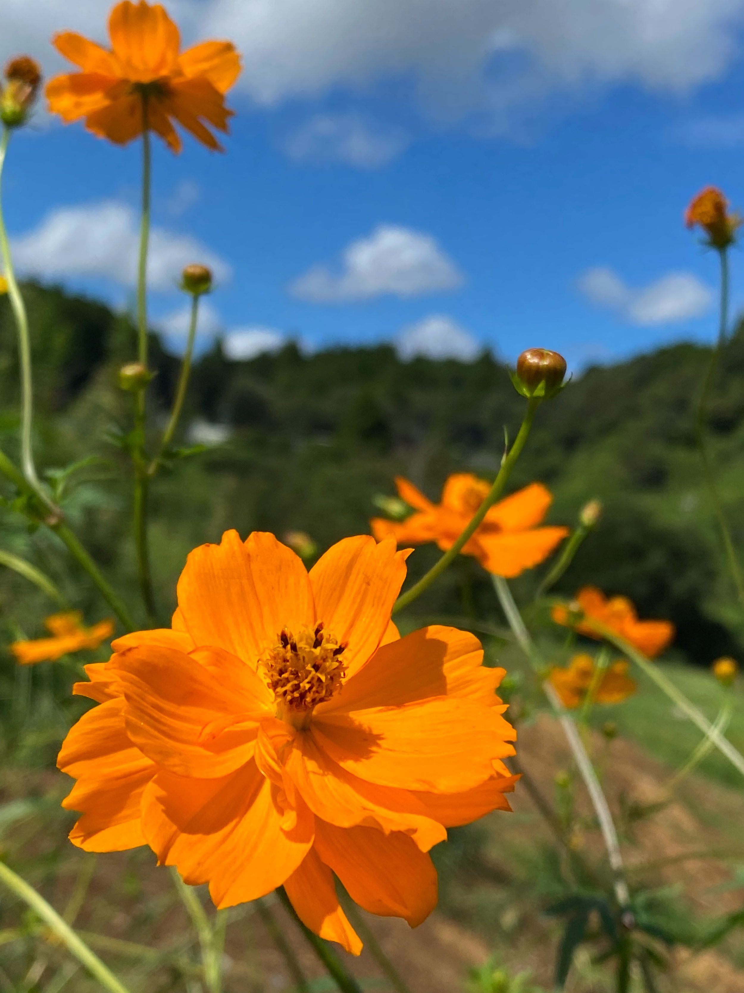 大雨で流れたあとにも
ひっそりと咲く花がある

#irodori_baby #花 #9月 #花のある暮らし