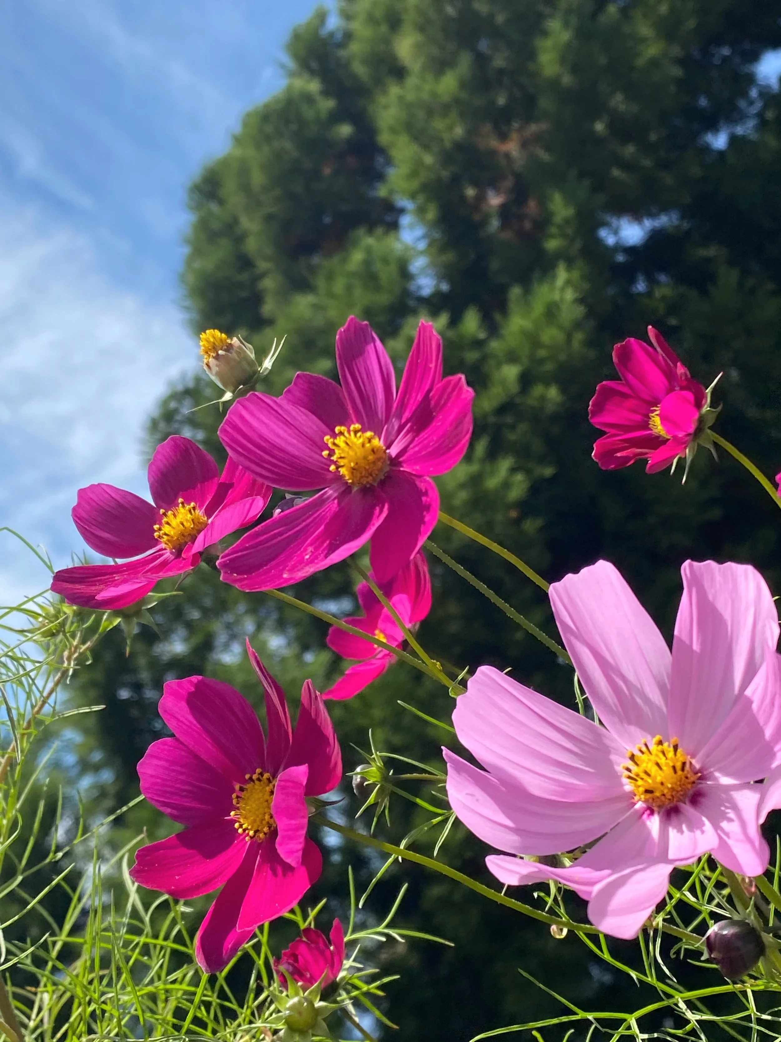 晴れの日が続くと
気持ちも晴れ晴れ

#irodori_baby #花 #10月 #花のある暮らし