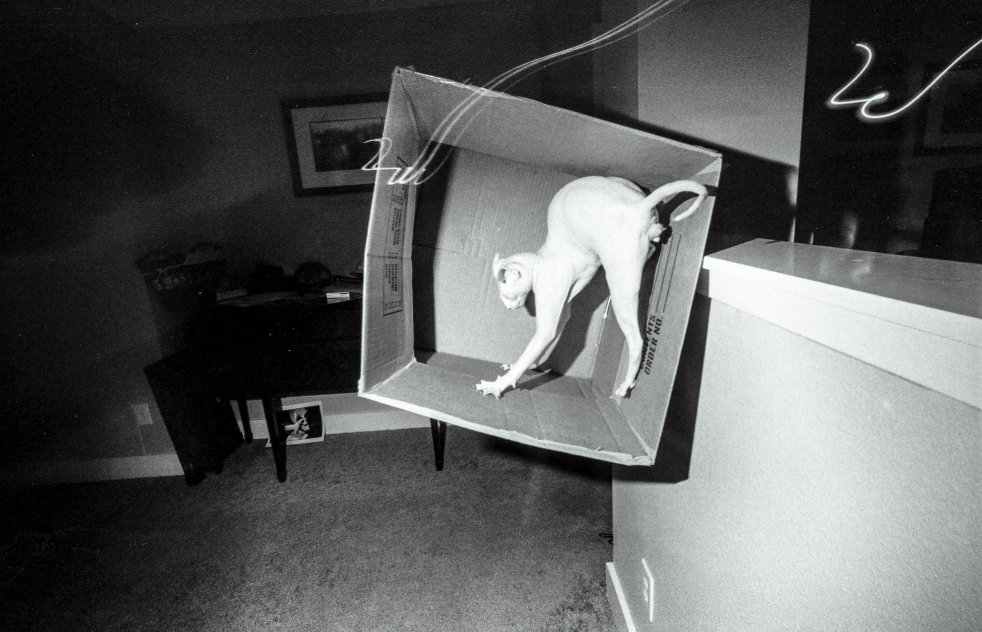 Photo by Clifton Barker. A hairless cat is in a moving box which is falling off a half-wall. A desk is in the background.