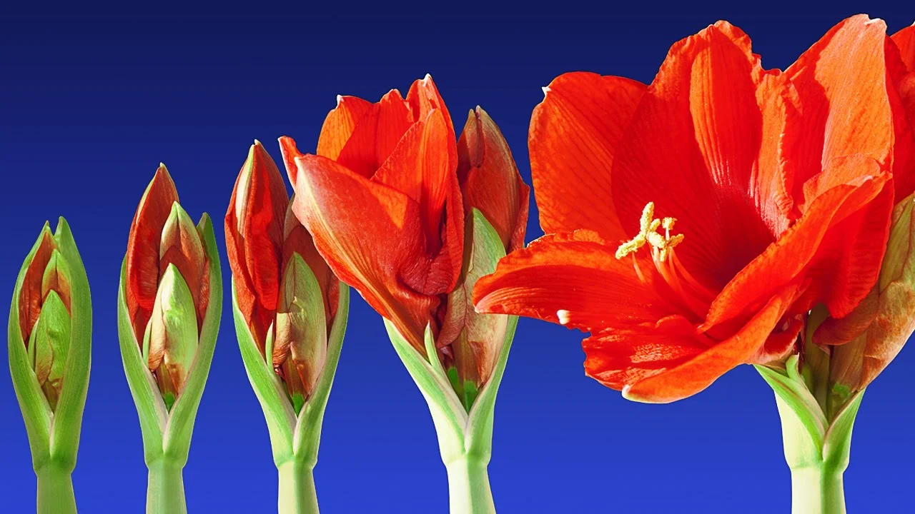 Truth and Transparency 