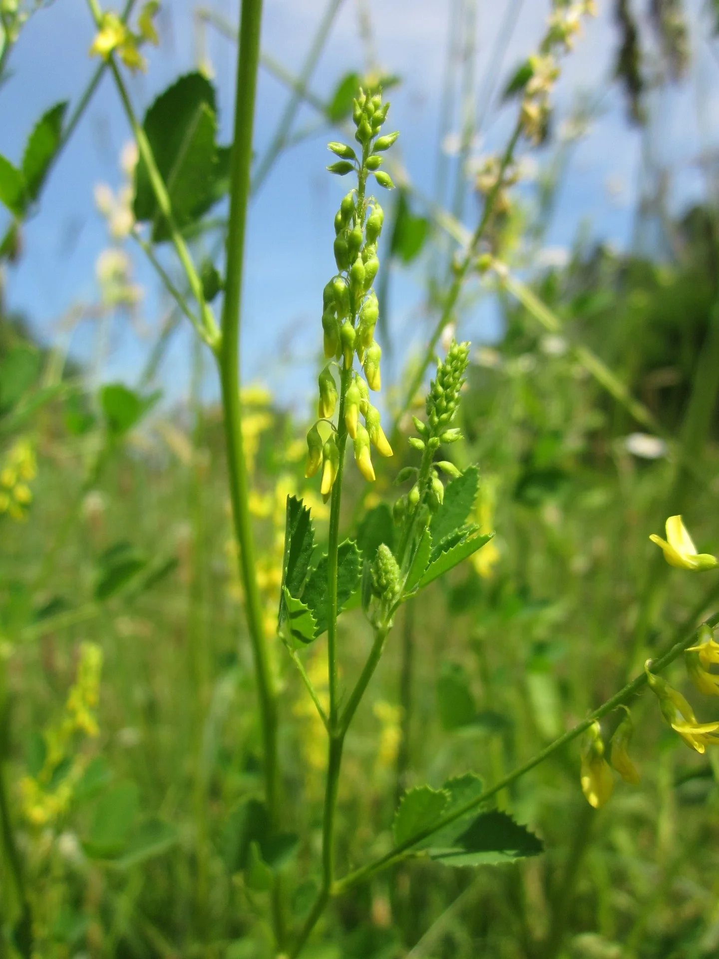 melilotus-officinalis-848656_1920.jpg
