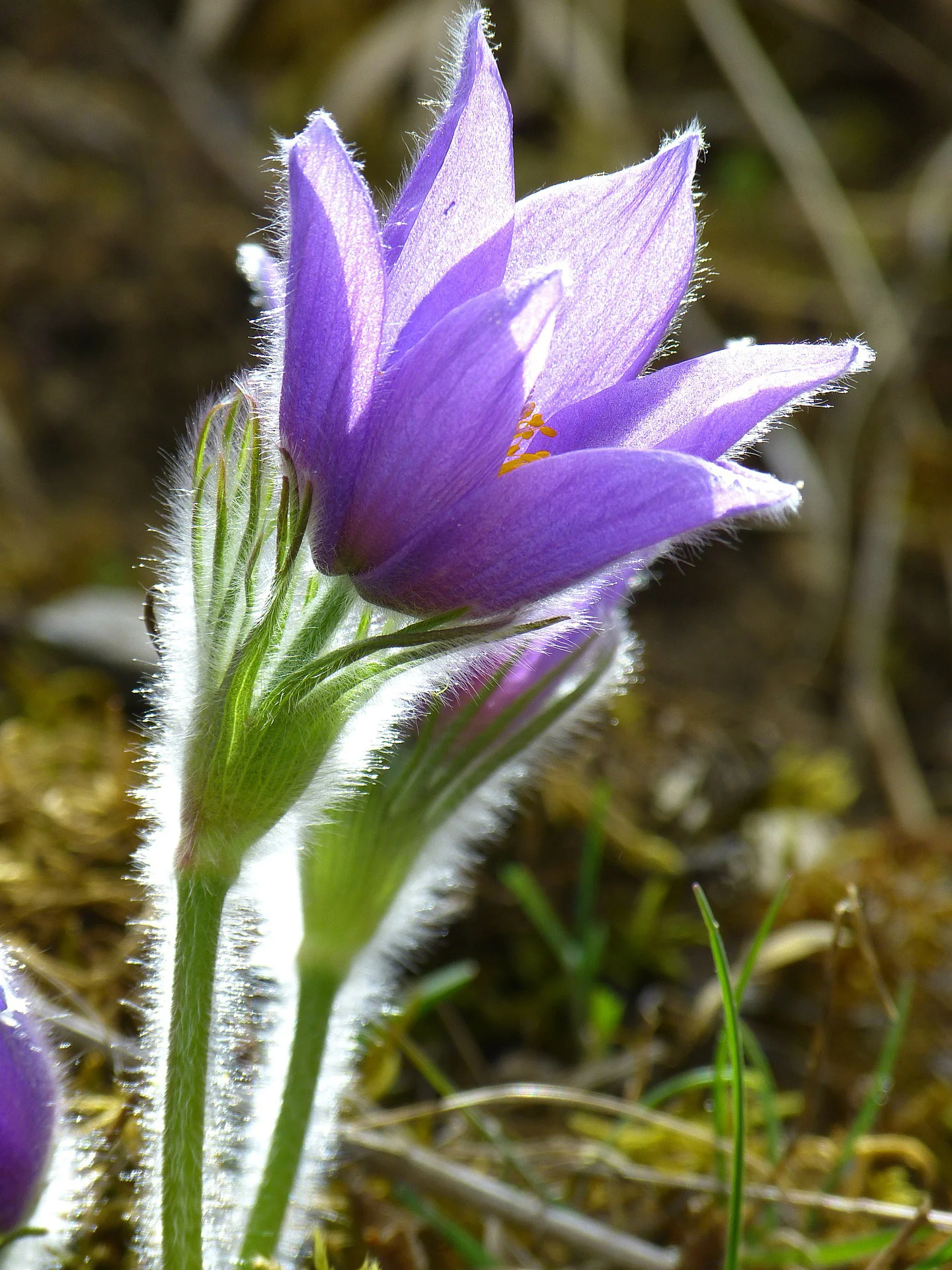 pasque-flower-323236_1920.jpg