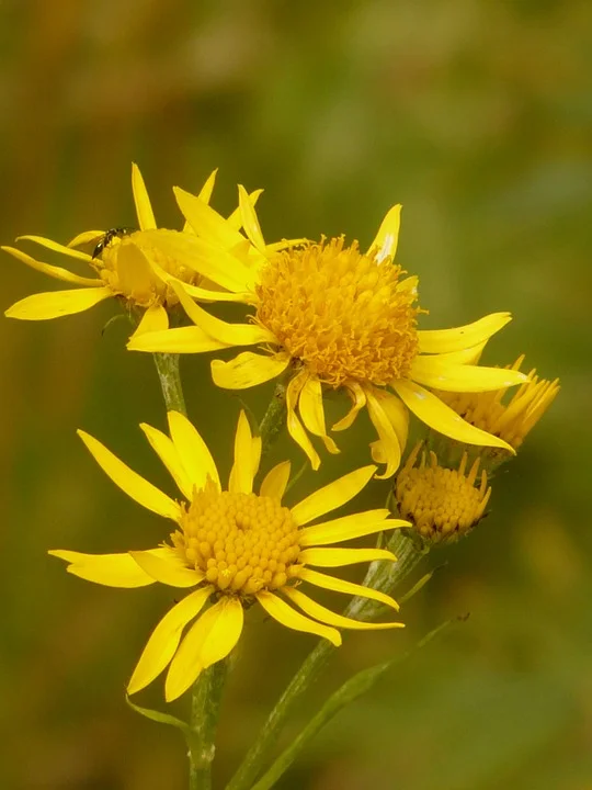 arnica-8894_960_720.jpg