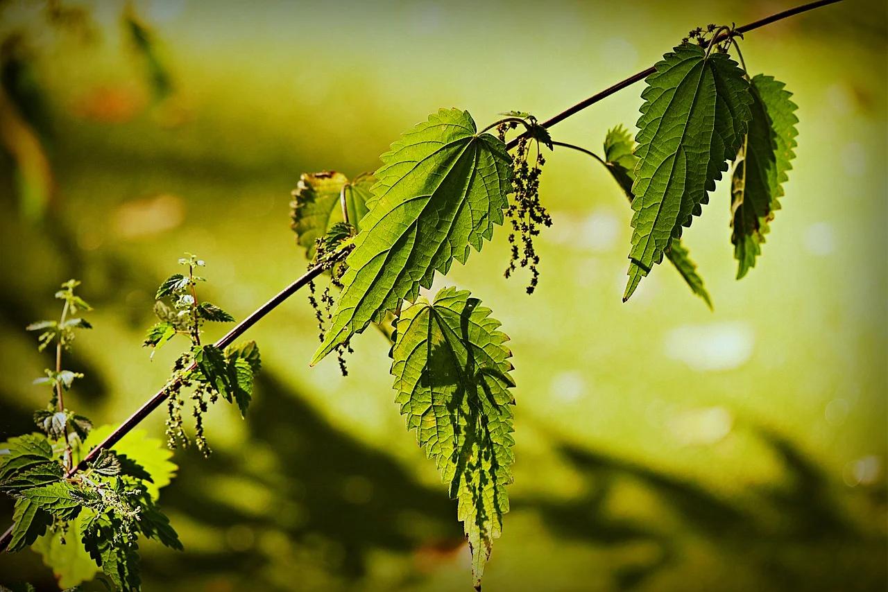 stinging-nettle-3961417_1280.jpg