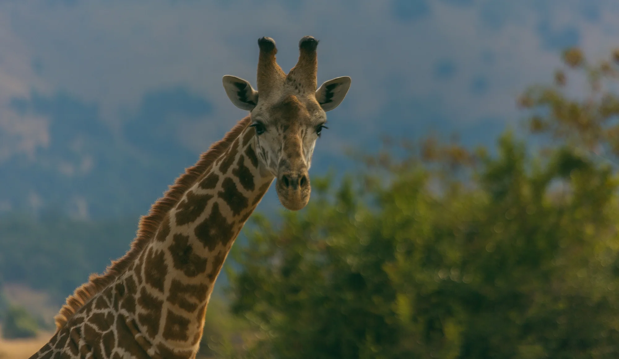 giraffe-rwanda-close-up.jpg
