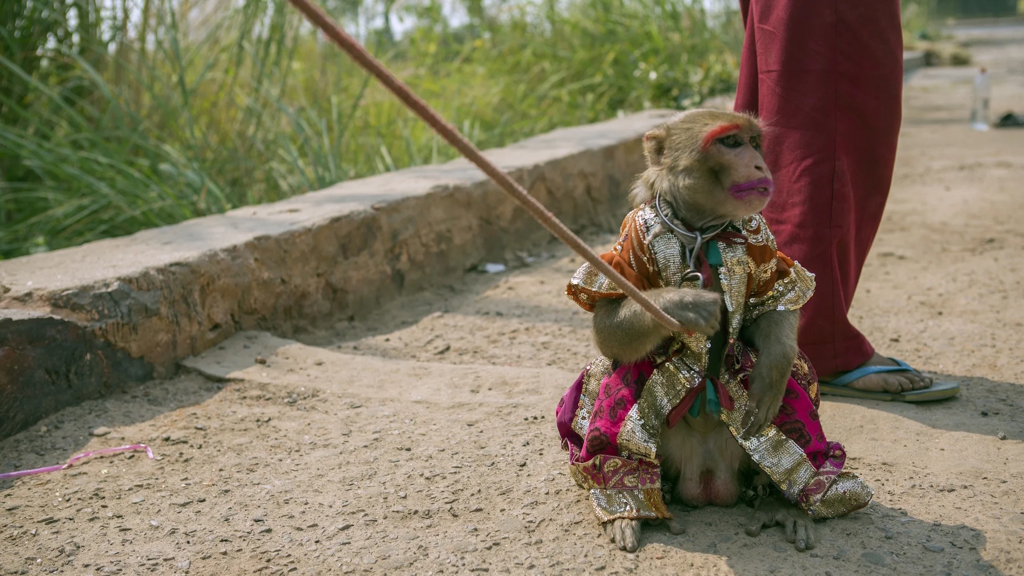 monkey-india-lipstick-leash.jpg