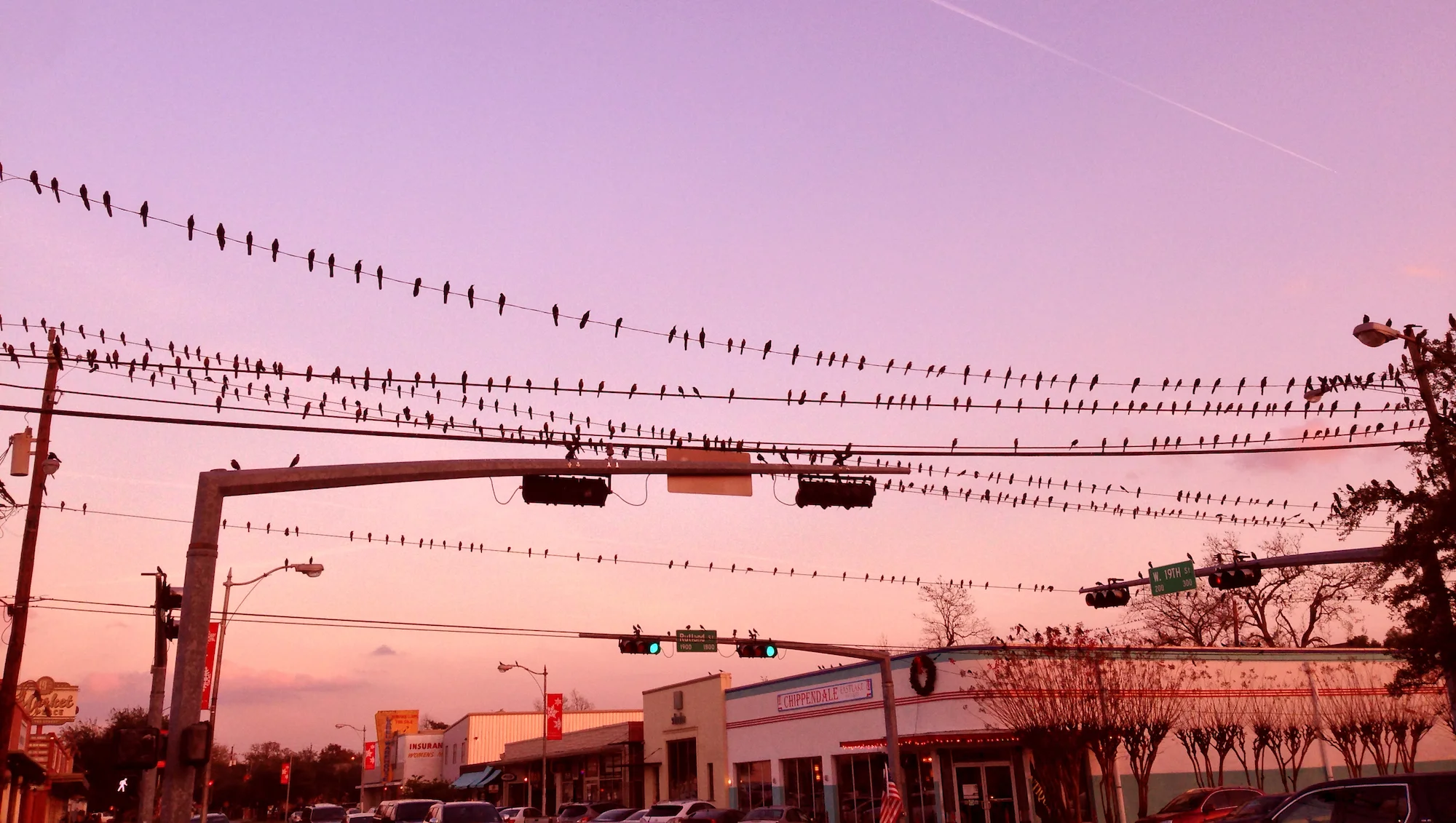 houston-birds-wire-sunset.jpg