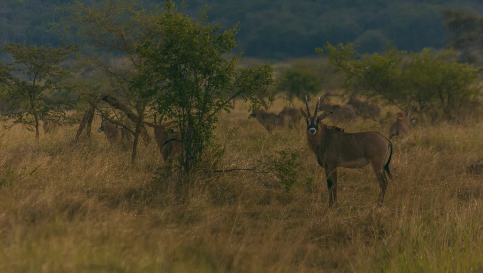 Rwanda, Part Three: Mythical Creatures