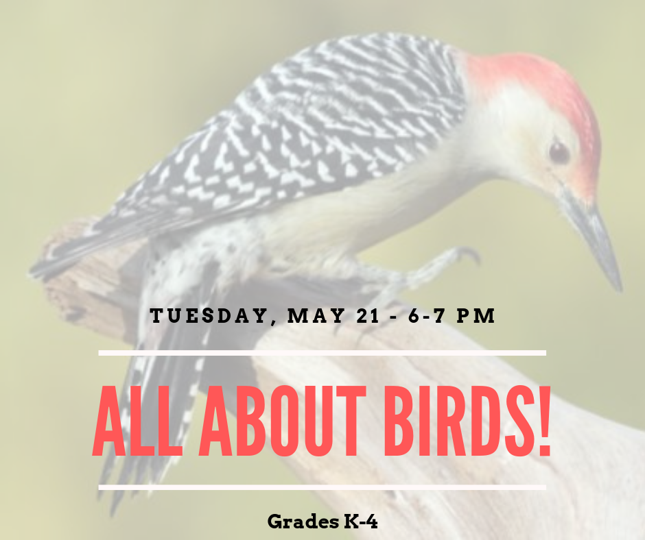 All about birds!.png