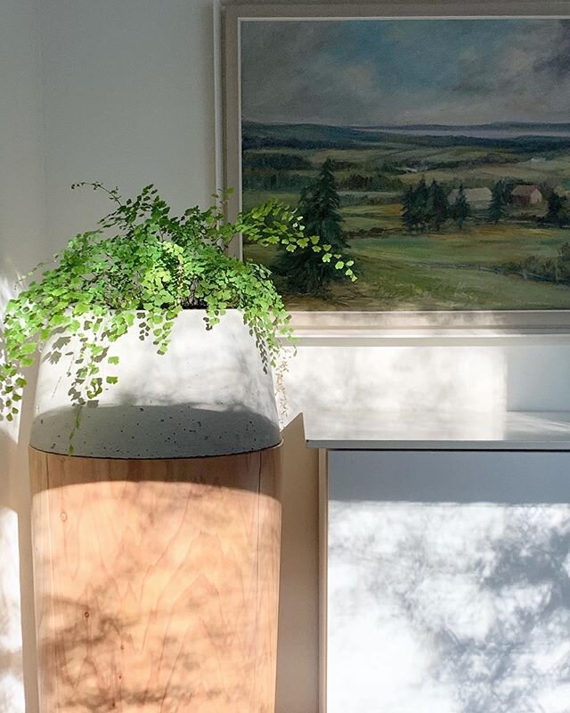 Office light today. So much brightness to be thankful for in so many ways. 
#nelsondesign #workfromhome #homeoffice #sunlight #residentialdesign #customhomes #modernoffice #supportlocal #maidenhairfern #staypositive #itsthelittlethings @barter.design