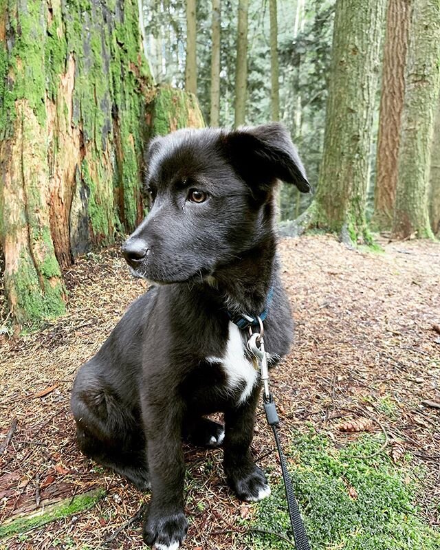 New office security. So far is way cuter than effective. Resume includes sleeping on the job and stealing shoes. .
.
.
#nelsondesign #personnel #securitydetail #customhomes #interiordesign #familydog #abbotsfordspca @bcspca