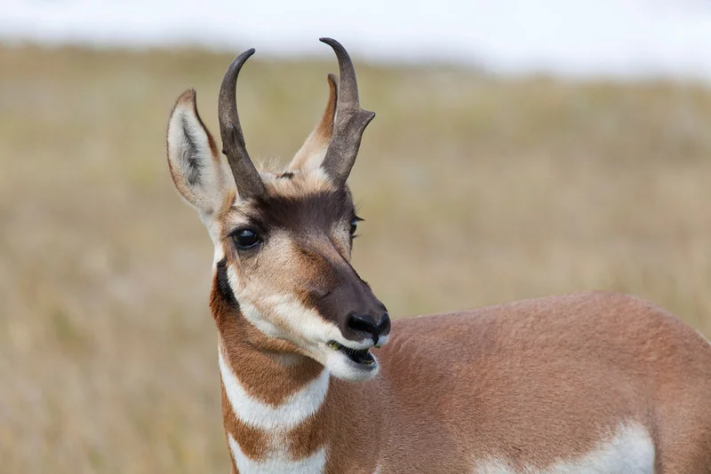 Pronghorn010-L.jpg