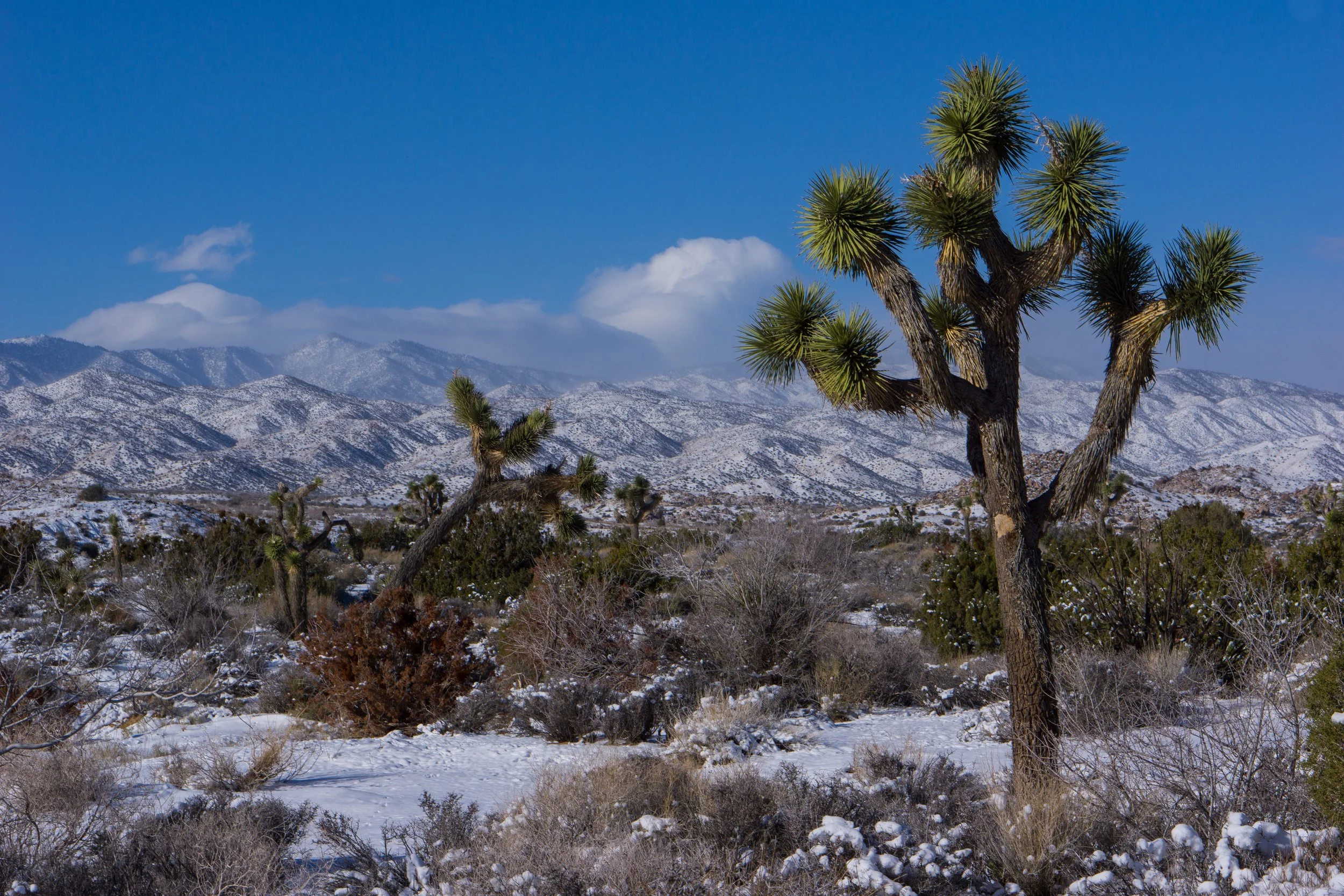 Yucca Valley, California