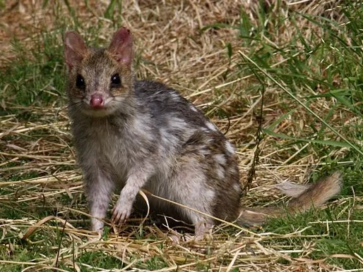 Eastern quoll (Dasyurus viverrinus)