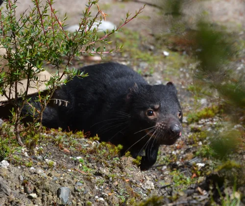 Tasmanian devil (Sarcophilus harrisii)