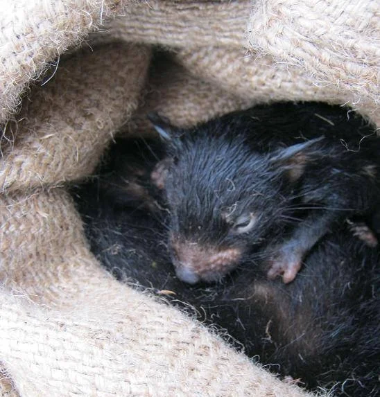 A Tasmanian devil joey nursing.
