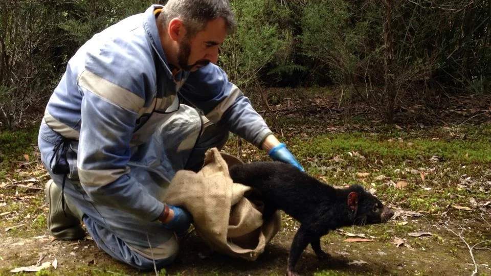 Researcher Jean-François DuCroz releases a devil after data collection.