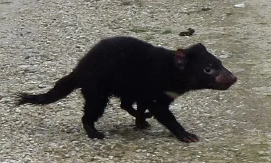 Tasmanian devil