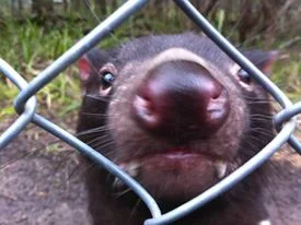 An inquisitive Tasmanian devil at Healesville Sanctuary, Victoria, part of the captive breeding "insurance" population.