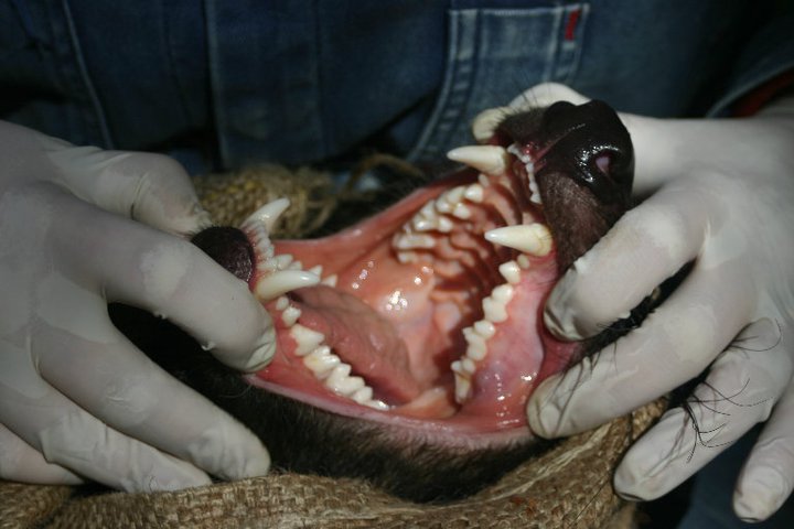 Checking a Tasmanian devil for signs of Devil Facial Tumor Disease .