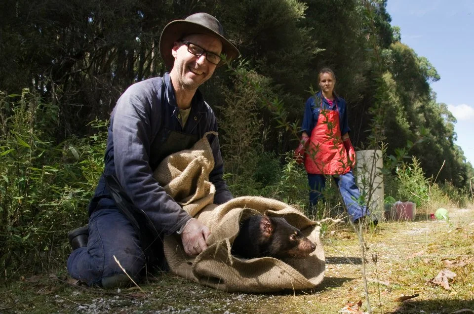 Researcher Channing Hughes releases a devil after data collection, while volunteer field assistant Natalie Nowak looks on.