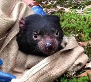 A young Tasmanian devil being released after data collection.
