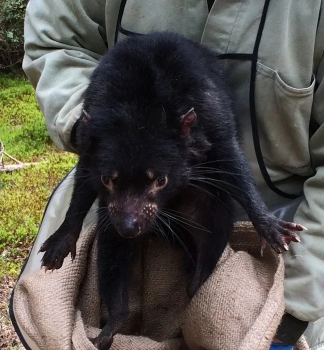 Releasing a Tasmanian devil after data collection.