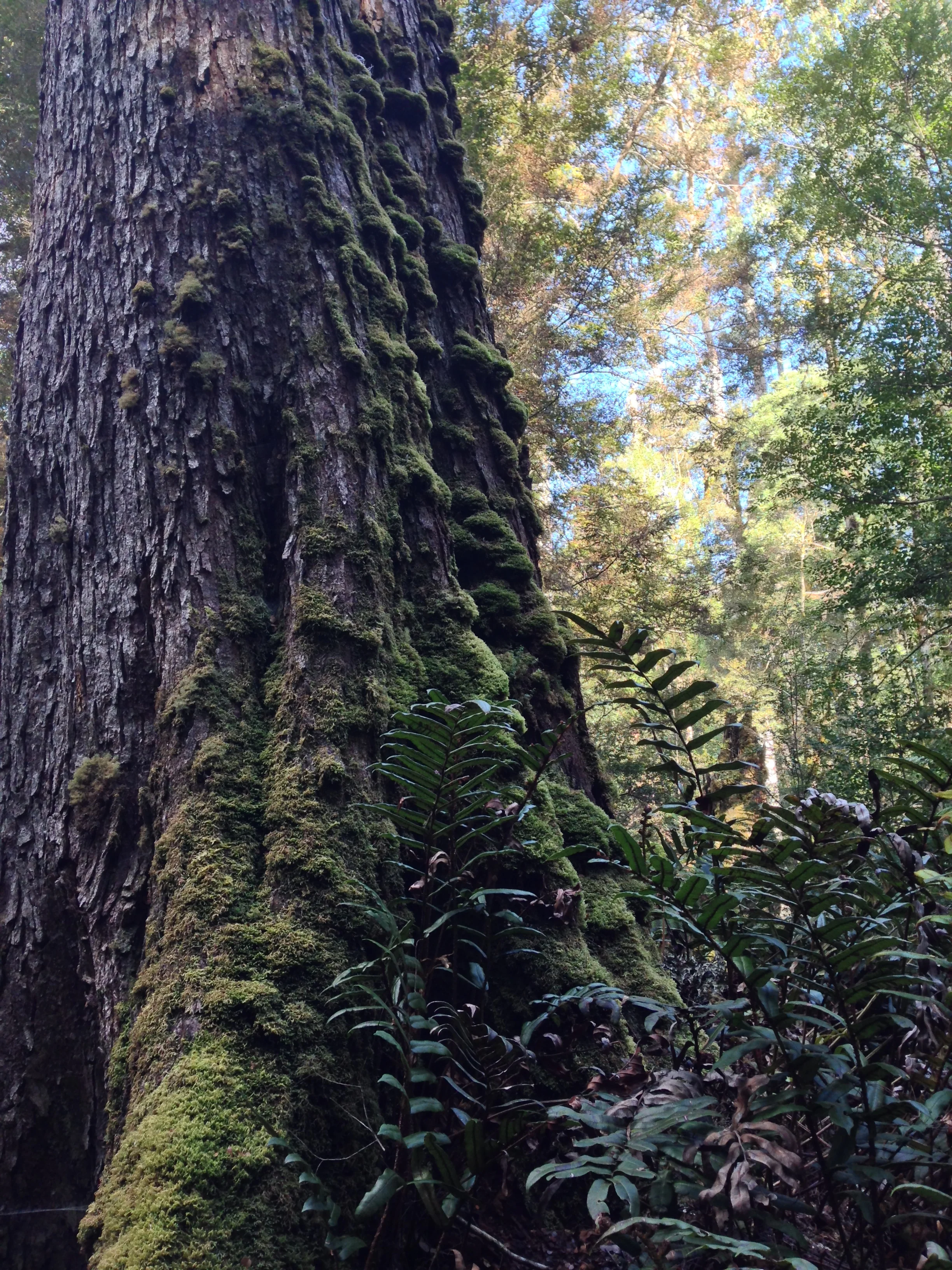 Temperate rainforest of the Tarkine (one of four full-day sightseeing excursions included in the tour).