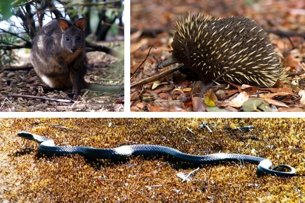 Top left: Tasmanian pademelon. Top right: Short-beaked echidna. Bottom: Tiger snake.