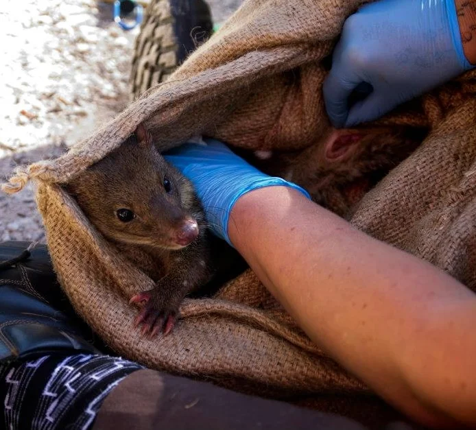 Checking the pouch of a female spotted-tailed quoll to assess her reproductive status.