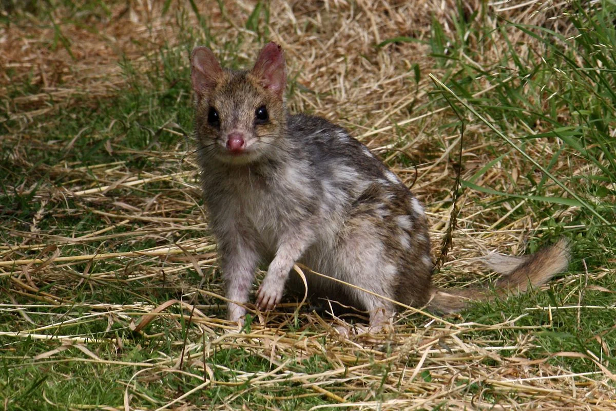 Eastern quoll