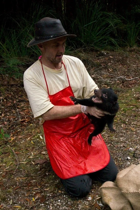 Researcher Channing Hughes prepares to release a young Tasmanian devil after data collection.