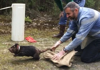 Researcher Jean-François DuCroz releases a devil fitted with a Crittercam™ video camera.