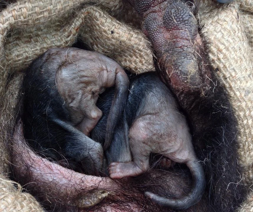 Tasmanian devil joeys in their mother's pouch.