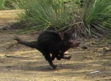 A devil scampers away after being released following data collection.