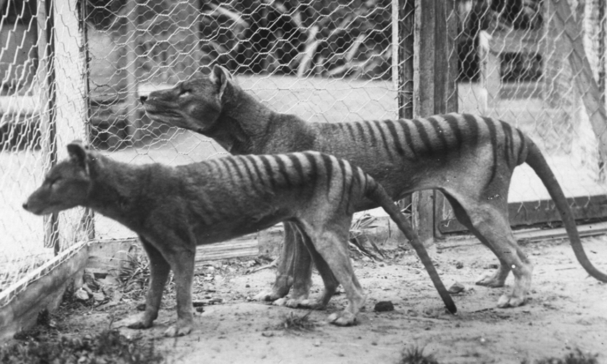 The thylacine, or Tasmanian "tiger", was a large marsupial carnivore driven to extinction in the early 20th century.