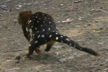 A spotted-tailed quoll runs off after being released following data collection.