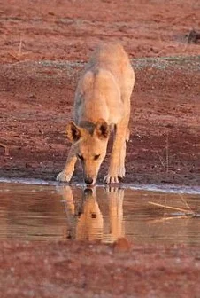 The dingo regulates kangaroo populations and puts pressure on invasive predators.