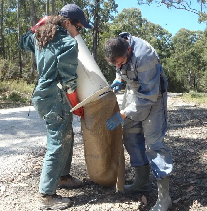 Volunteer field assistant Lucinda Aulsebrook assists researcher Jean-François DuCroz in transferring a devil from a trap to a burlap sack for processing.